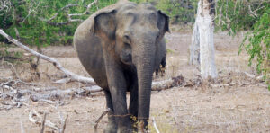 Asian Elephant at Lunugamvehera National Park