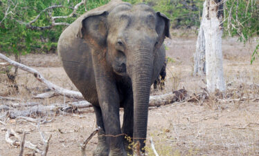 Asian Elephant at Lunugamvehera National Park