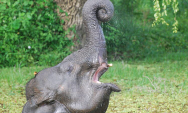 Asian Baby Elephant at Sri Lankan National Park