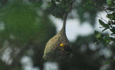 Bird nests at Sri Lanka parks