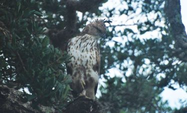 Crested Eagle Sri Lanka