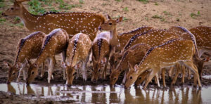 Deer at Lunugamvehera national park water hole