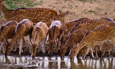 Deer at Lunugamvehera national park water hole