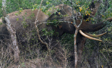 Lunugamvehera Elephant Tusker