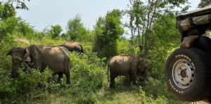 Elephants seen at Lunugamvehera National Park