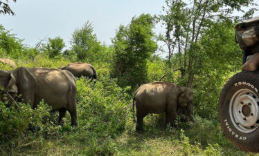 Elephants seen at Lunugamvehera National Park