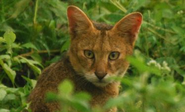 Fishing Cat in Sri Lanka