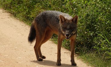 Jackals of Sri Lanka