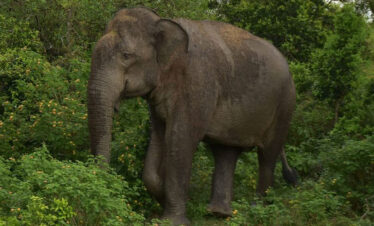 Elephant at close range spotted at National Park