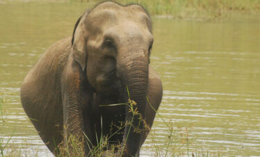 Asian Elephant at Kaudulla Park