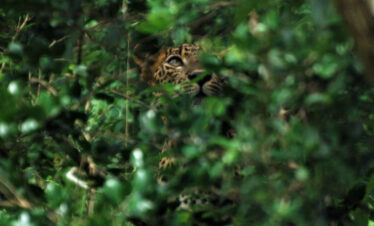 Leopard at Kaudulla Park Sri Lanka