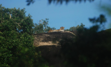 Spotted Leopard in Sri Lanka