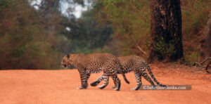 Leopards at Sri Lankan National Park