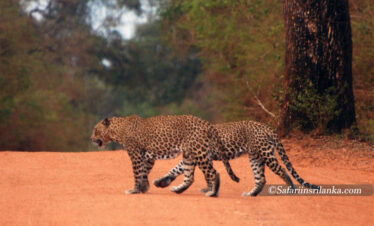 Leopards at Sri Lankan National Park
