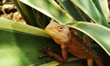 Lizard at Sinharaja Rain Forests Sri Lanka