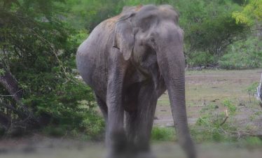 Lone elephant at Yala safari Sri Lanka