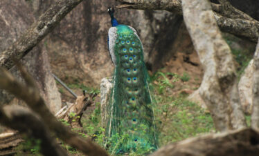 Peacock at Kaudulla National Park Sri Lanka
