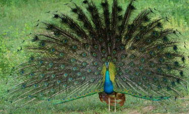 Peacock sightings at Sri Lankan National Park