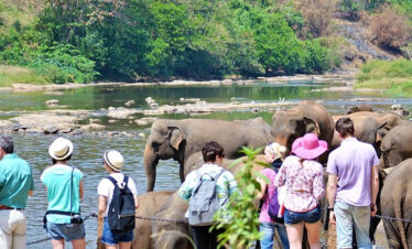 Elephant Orphanage Pinnawala Sri Lanka