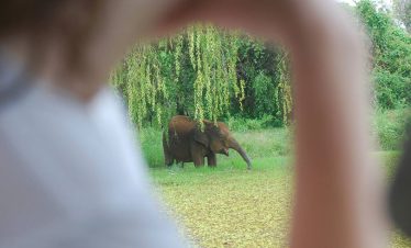 Safari at Udawalawe National Park