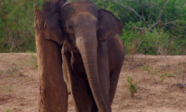 Elephant safari sri lanka