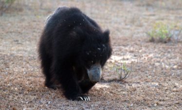 Sloth Bear at Wilpattu