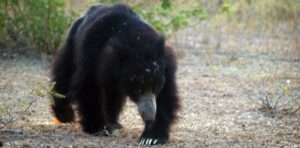 Sloth Bear at Kaudulla National Park