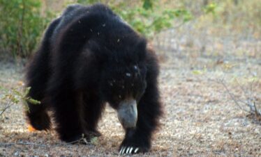 Sloth Bear at Kaudulla National Park
