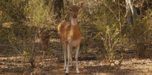 Spotted Deer at Kaudulla national park