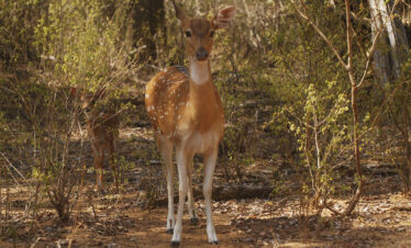 Spotted Deer at Kaudulla national park