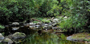 Serene Water Lake at Sinharaja Forest reserve