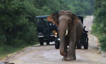 Sri Lankan elephant