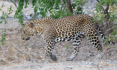 Leopard spotted at Lunugamvehera National Park