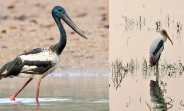 Stalks at Lunugamvehera National Park