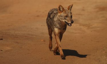 Wild fox Sri Lanka