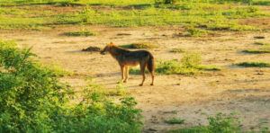 Wild Fox at Lunugamvehera National Park