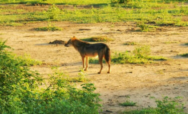 Wild Fox at Lunugamvehera National Park