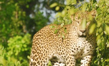 Leopard at Wilpattu