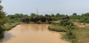 Elephant Herd at Lunugamvehera National Park