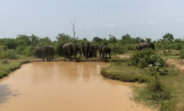 Elephant Herd at Lunugamvehera National Park